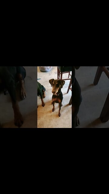 Teaching Doberman Puppy to Whisper 🤫🐶❤️ #dobermanpinscher #doberman #dobermanpuppy #dobie #dobies