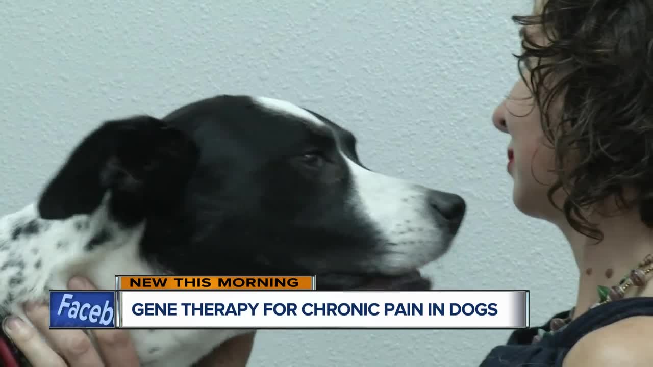 Gene therapy offers help for chronic pain in dogs