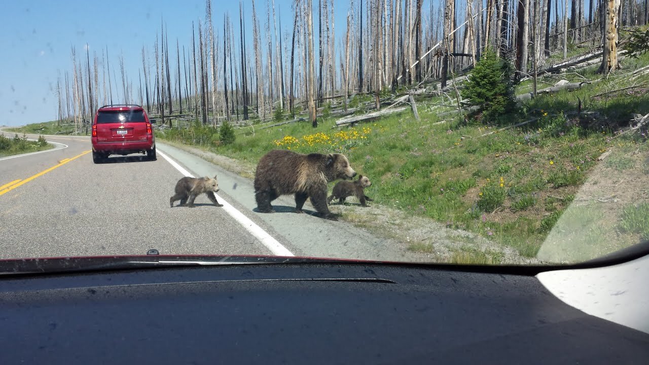 Mama Grizzly with Cubs at Yellowstone