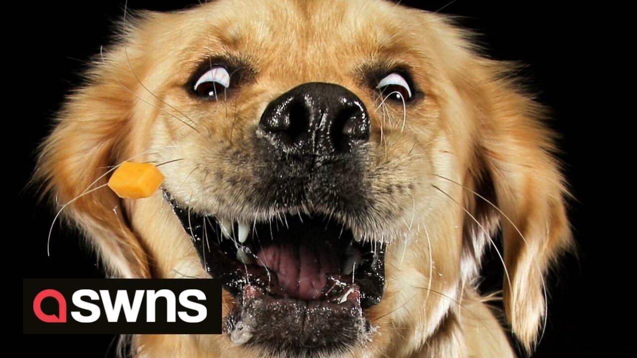 Dog photographer captures hilarious pictures of dogs trying to catch cubes of cheese