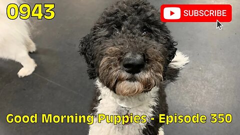 [0943] GOOD MORNING PUPPIES - EPISODE 350 [#dogs #doggos #doggos #puppies #dogdaycare]