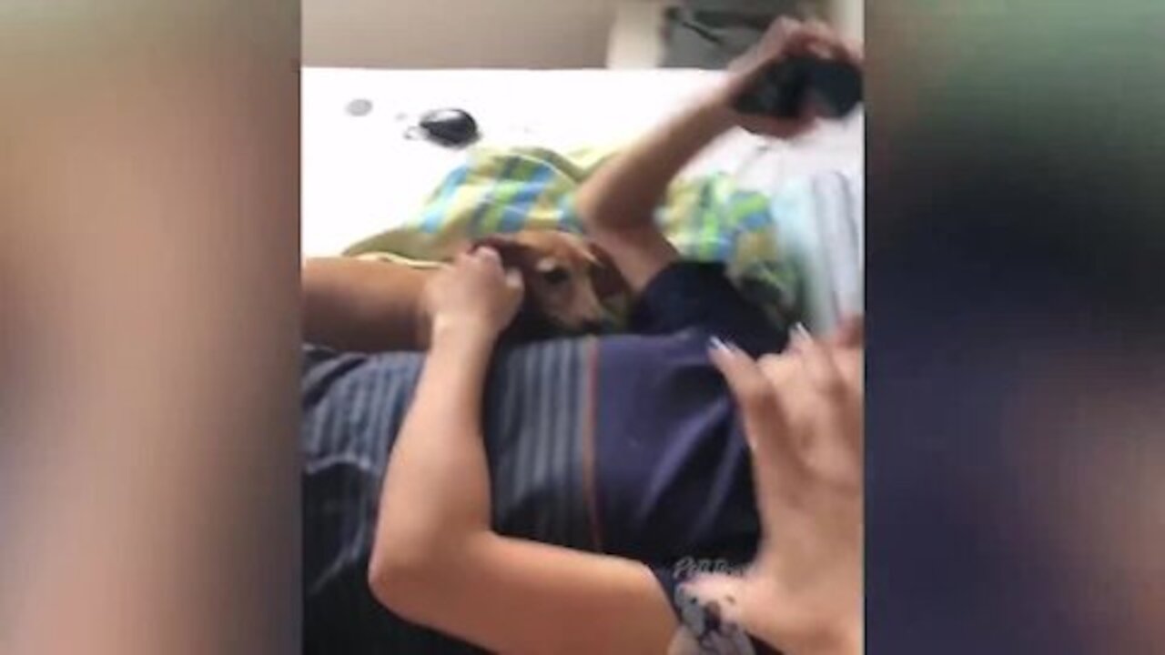 family pets doing silly things