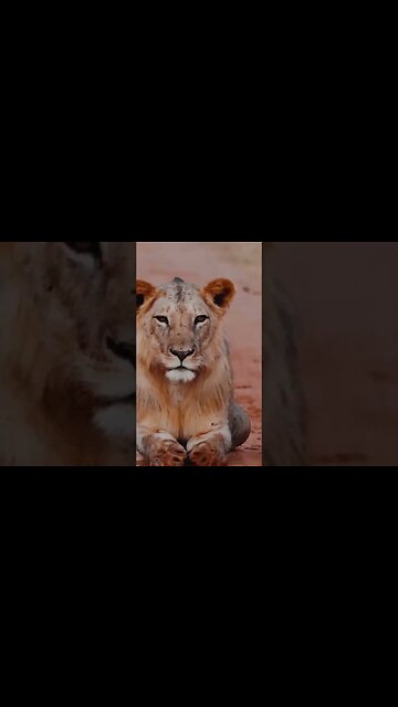 Instrumental Rock - Subscribe For More #shorts #instrumentalrock #nocopyrightmusic