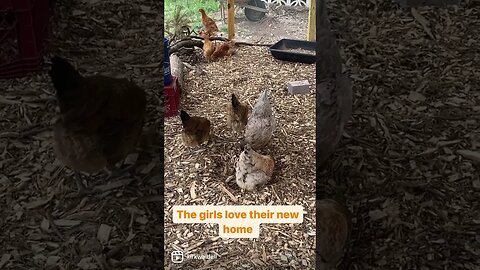Backyard chicken coop build #chicks #babychicks #backyardchickens