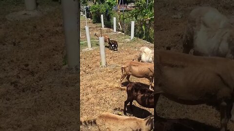 Gathering The Farm Sheep