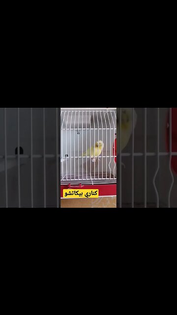 كناري بيكاتشو كيوت روعة