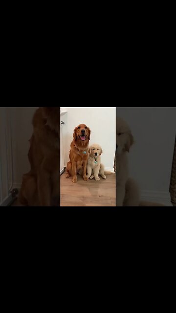 cute dog moves: lovely #shorts