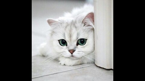 Cute Cat my sweet pet Baby Cats - Cute and Funny Cat Videos