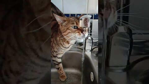 Bedford tries the kitchen tap water #bengalcat #asmr