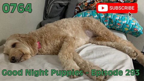 [0764] GOOD NIGHT PUPPIES - EPISODE 293 [#dogs #doggos #doggies #puppies #dogdaycare]