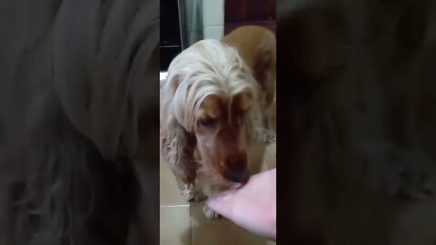 dog , shorts