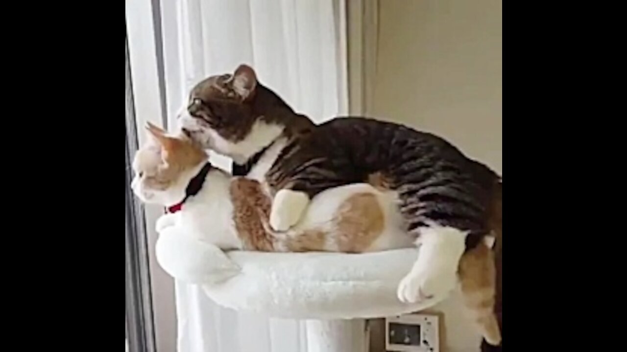 Funny And Cute Cat'S Life Cats And Owners Are The Best Friends Videos
