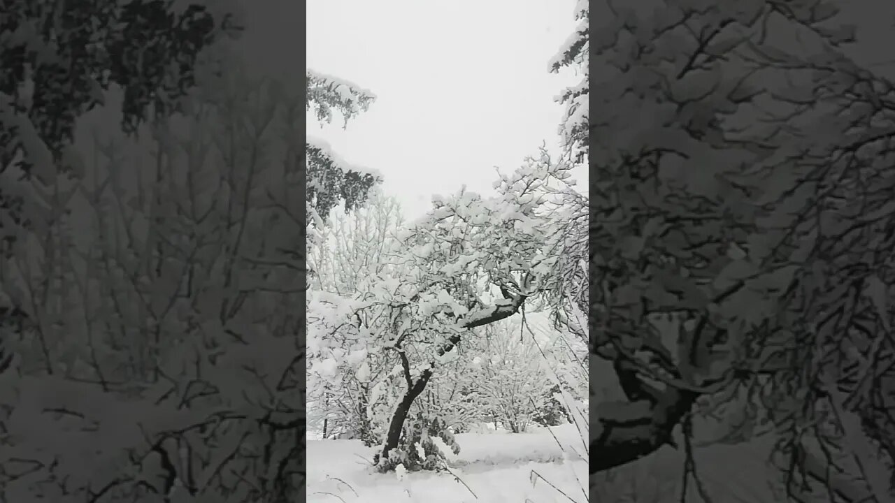 The white tree of snow