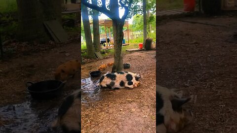 COOLING THE PIGS DOWN #pigs #kunekune #piglets #farmanimals #homestead #farming #foryou #shorts #yt