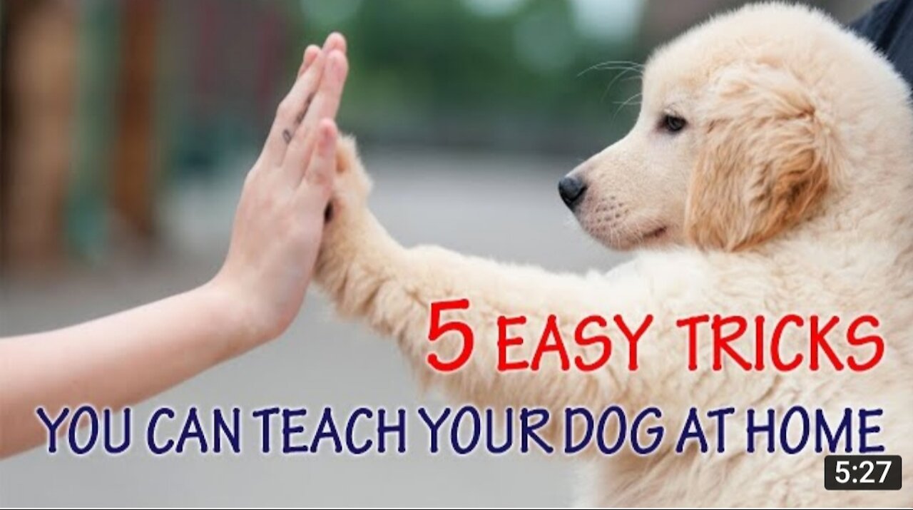 5 Easy Tricks You Can Teach Your Dog at Home 🏡