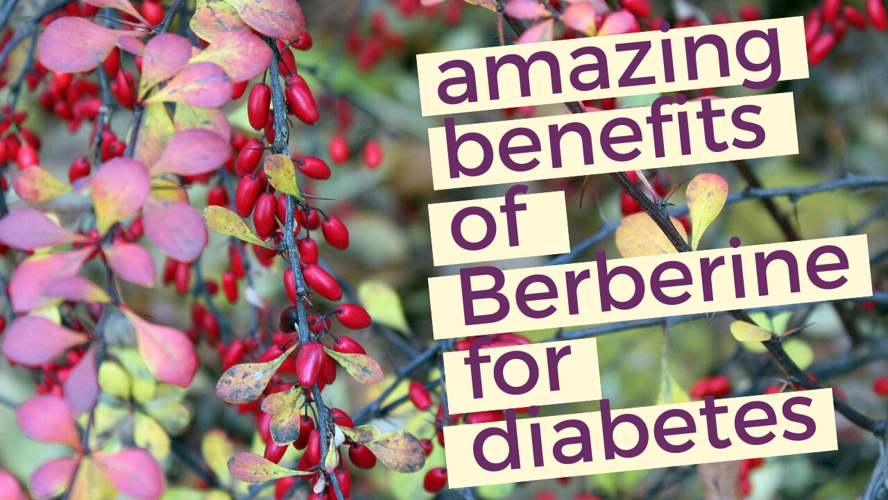 Chinese Herb Berberine for Diabetic Health | Berberine Benefits