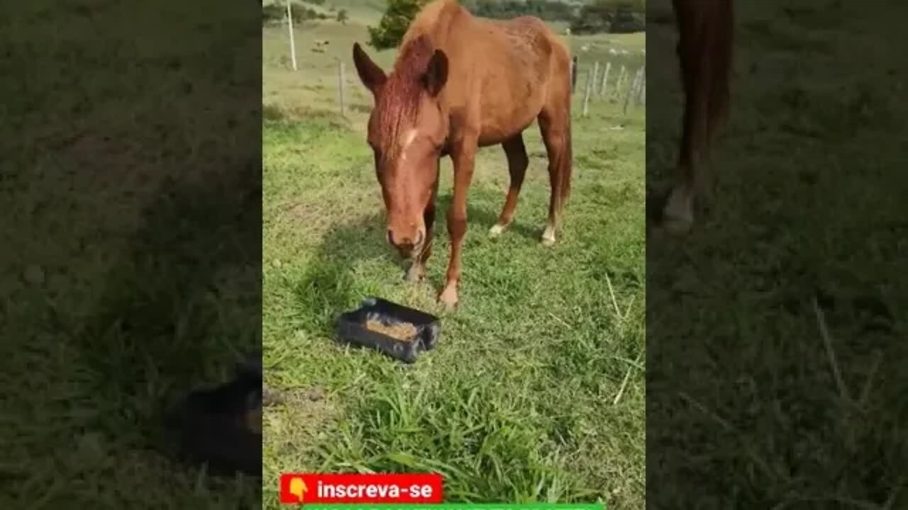 ele tá crescendo cavalo Árabe