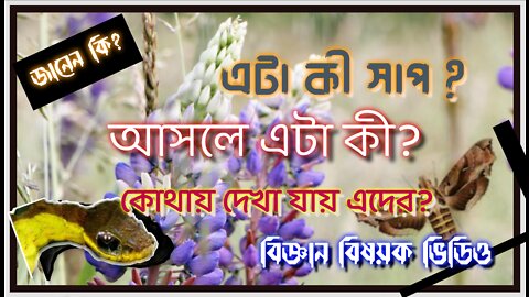 দক্ষিণ আমেরিকার এই শুঁয়োপোকা সাপের মতো ভয় দেখায়! জানেন কি?