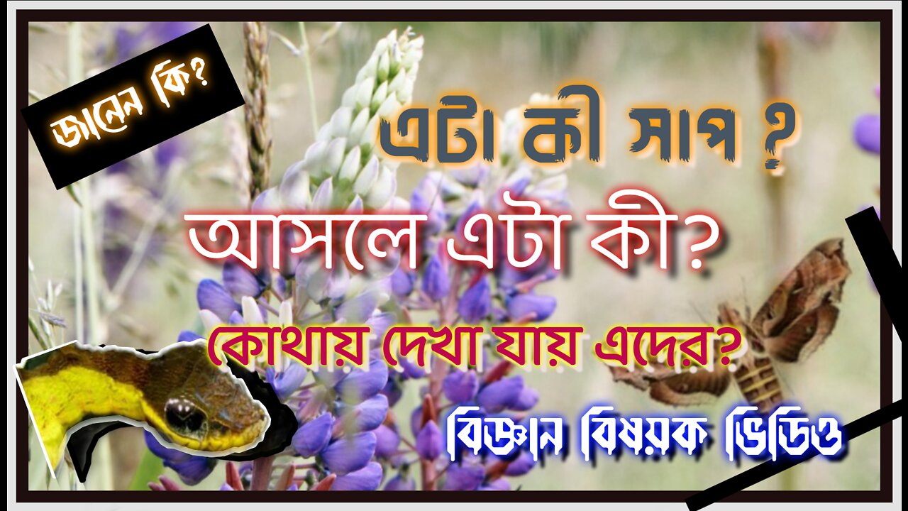 দক্ষিণ আমেরিকার এই শুঁয়োপোকা সাপের মতো ভয় দেখায়! জানেন কি?