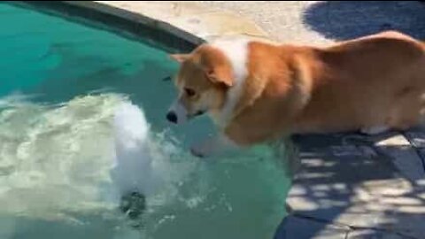 Corgi tries to swim through the air!