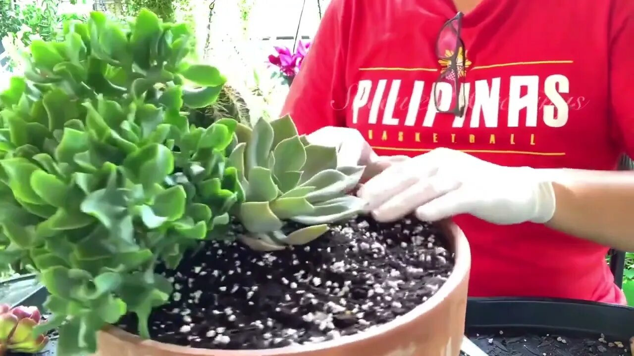 Succulents and Cactus Arrangement in Large Shallow Pot