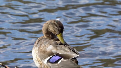 CatTV: upclose purple duck cleaning