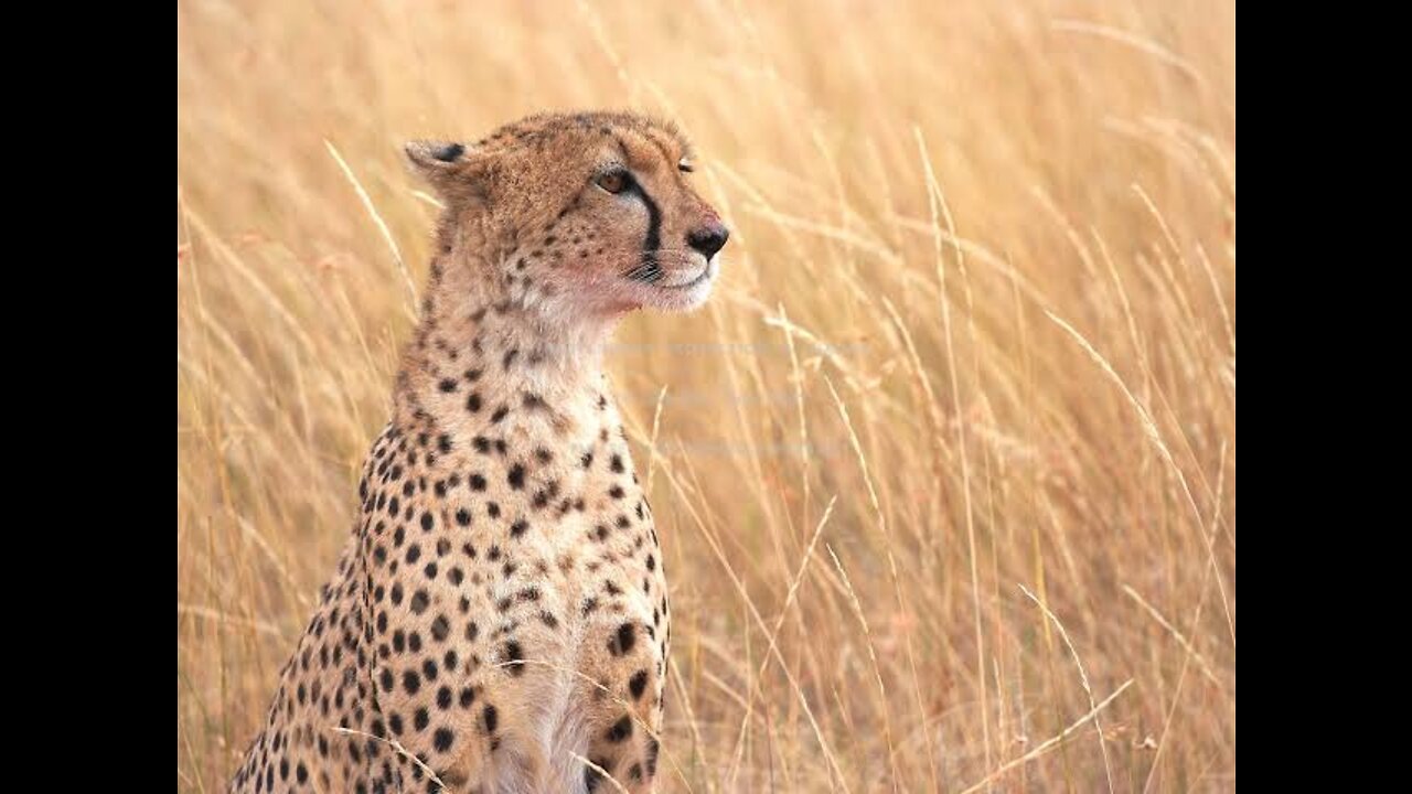 Amazing wildlife animals