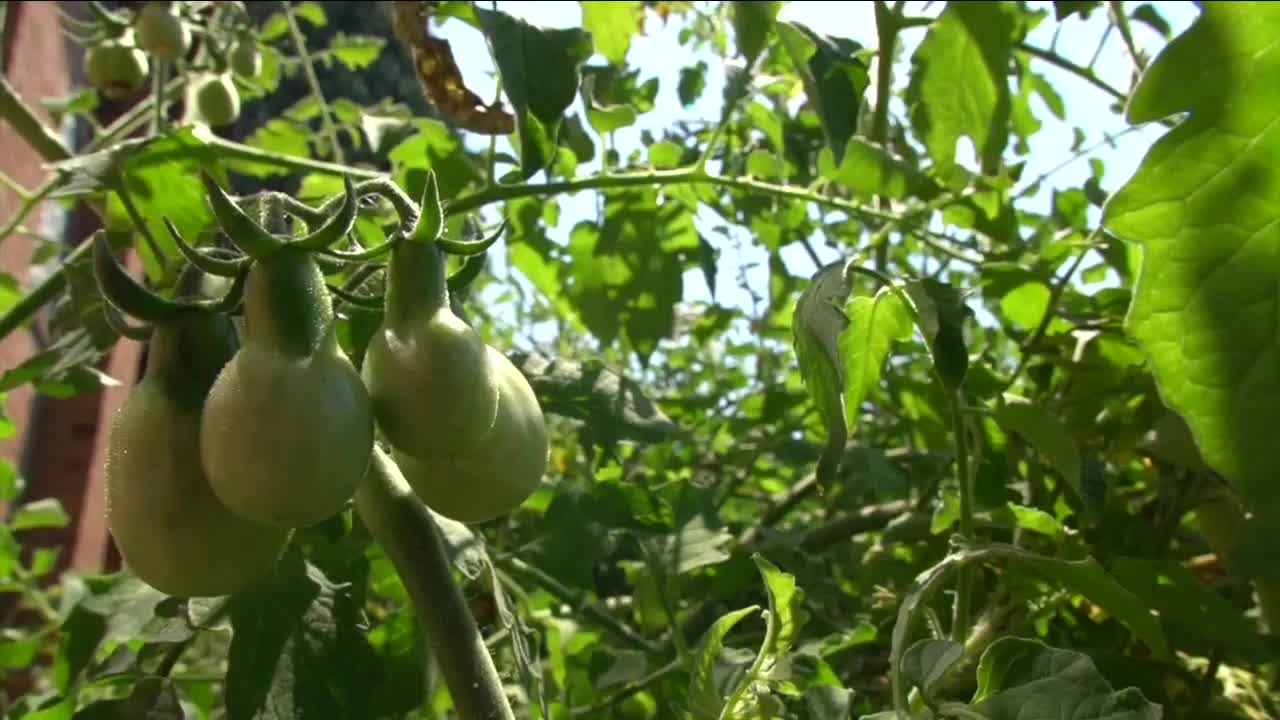 Many neighbors are using an app to donate their excess produce