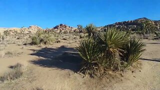 Hiking the Echo T Trail in Joshua Tree