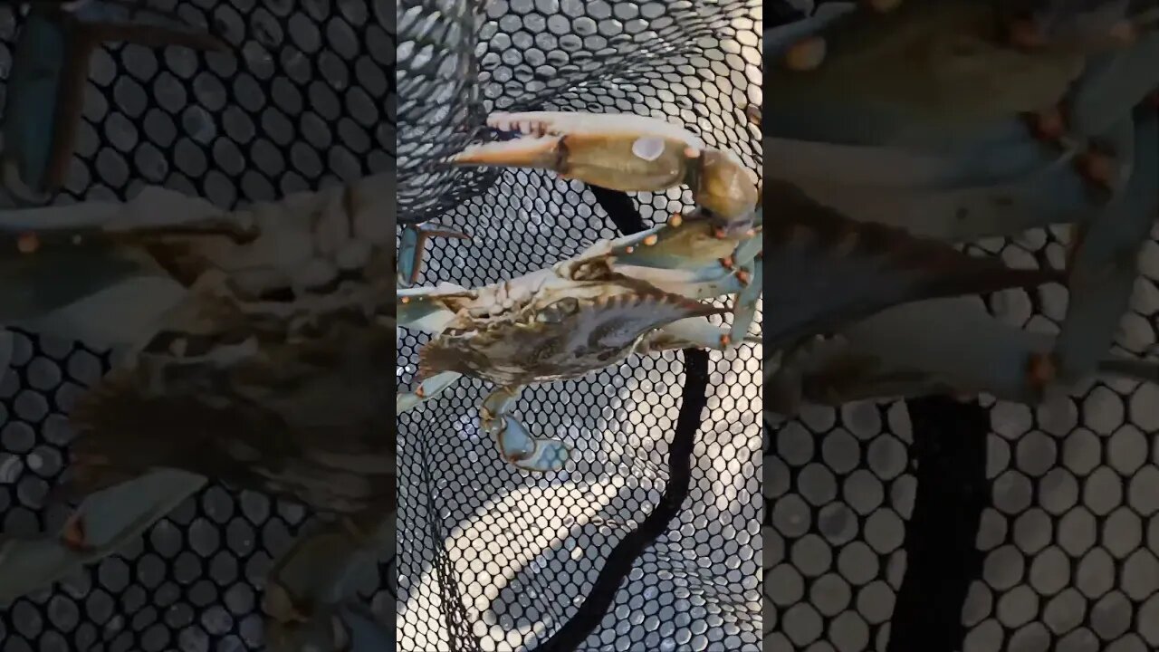 Dip Netting Crab -- St. Simons Island, Georgia #shorts