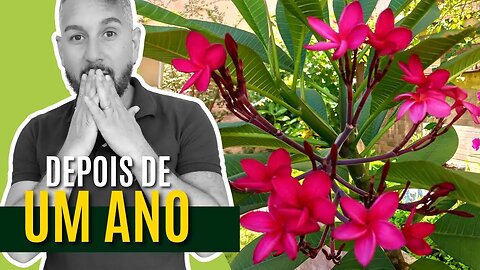 Como está o meu JASMIM MANGA depois de UM ANO?