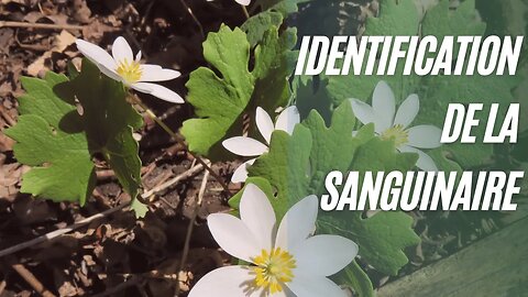 Sanguinaire son identification🌼😊🍃 :#herboristerie , #sanguinaire