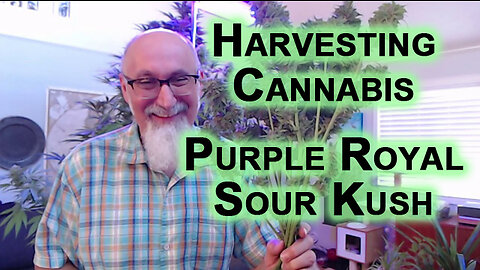 Harvesting One of Our Cannabis Plants: Trimming Our Purple Royal Sour Kush [ASMR]