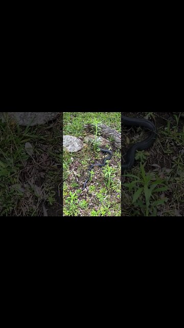 A red belly black snake crosses the road and slithers on by
