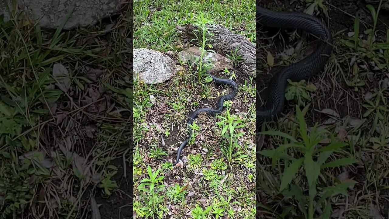 A red belly black snake crosses the road and slithers on by