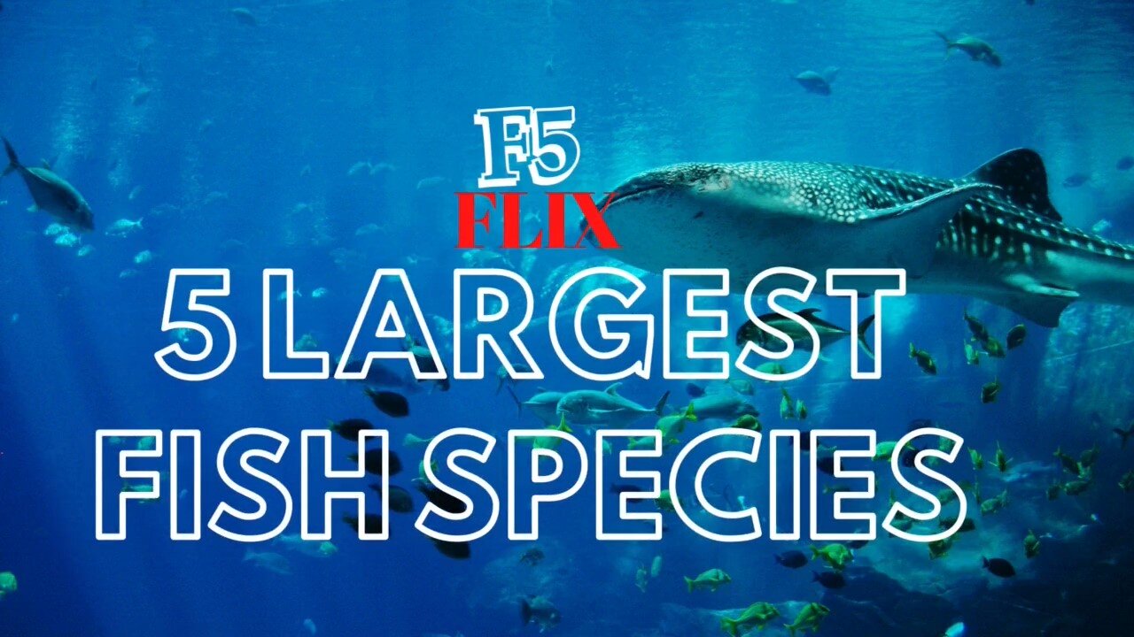 5 Biggest Fish Species