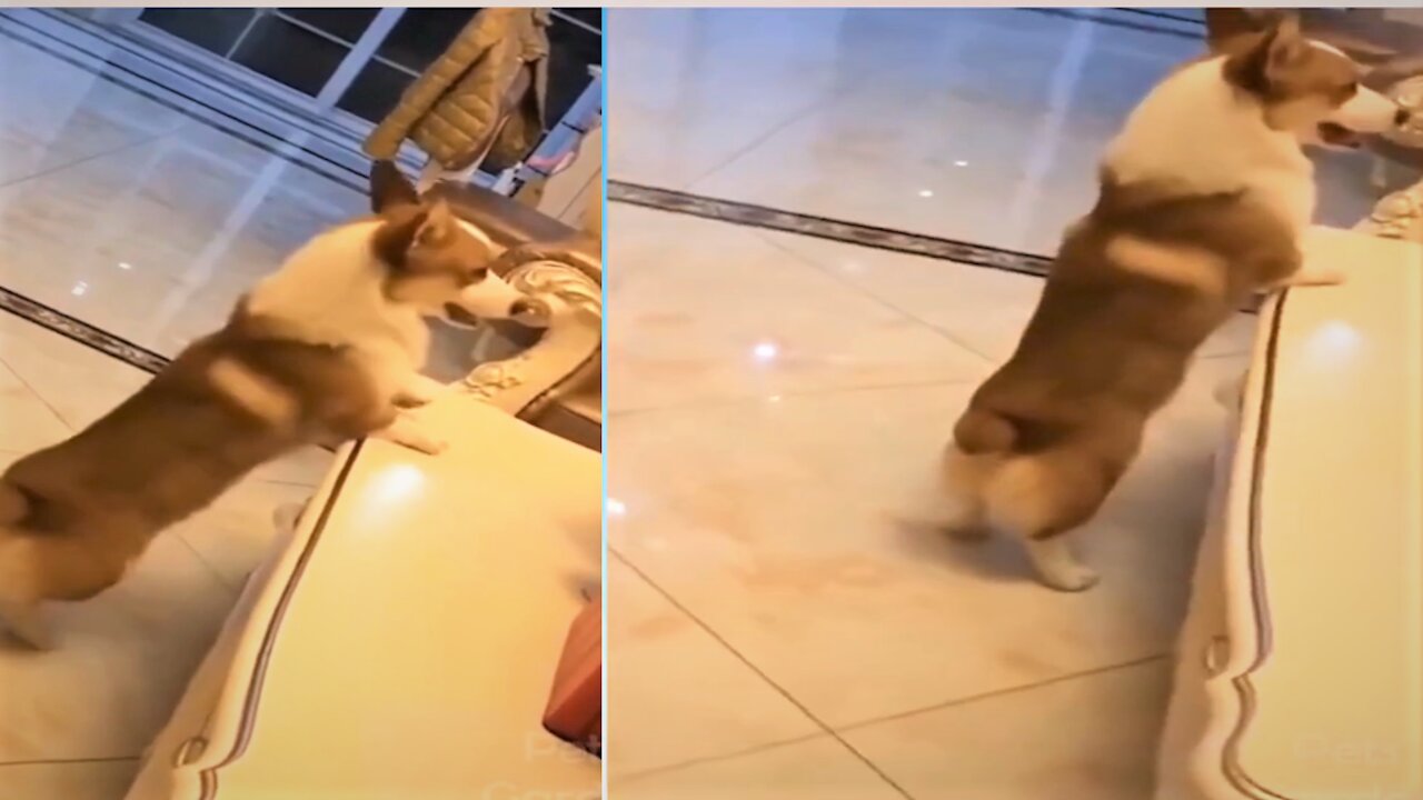 Funny Dog Reaction! smart dog, love animals.