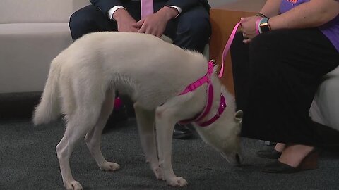 Pet of the Week - Serena