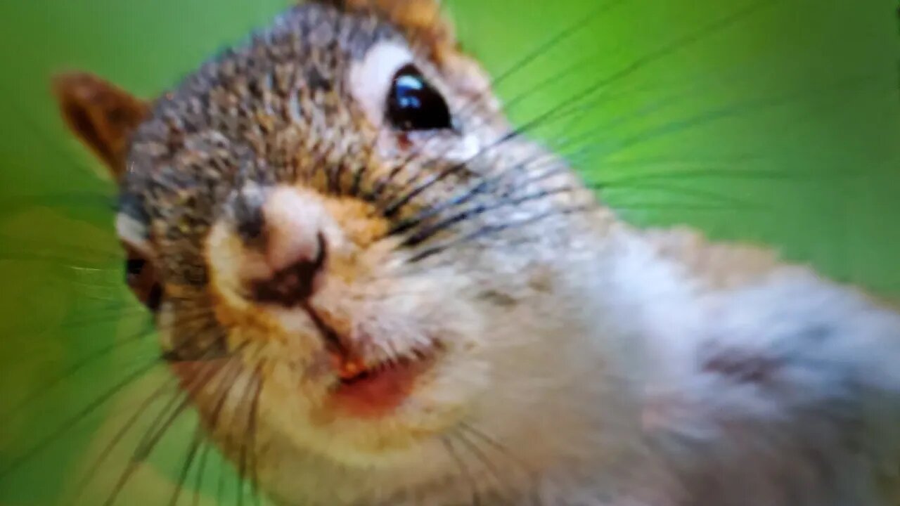 CW Squirrel Rifle Challenge.