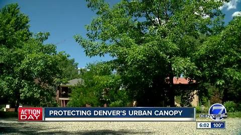 Protecting Denver's urban canopy