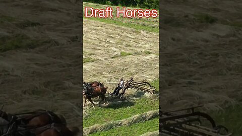 Draft Horses