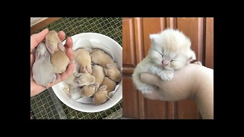 Cute baby animals Videos Compilation cute moment of the animals #6 Cutest Animals 2022