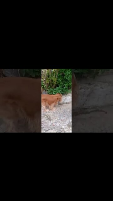 #dogshow , #animals , #dogs , #shorts