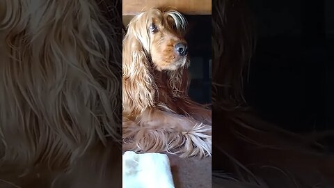 #dogshow , #animals , #dogs , #shorts