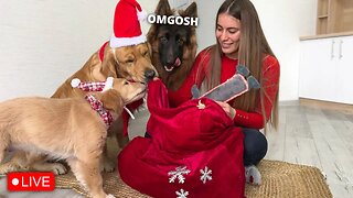 Surprising My Dogs with Early Christmas Gifts