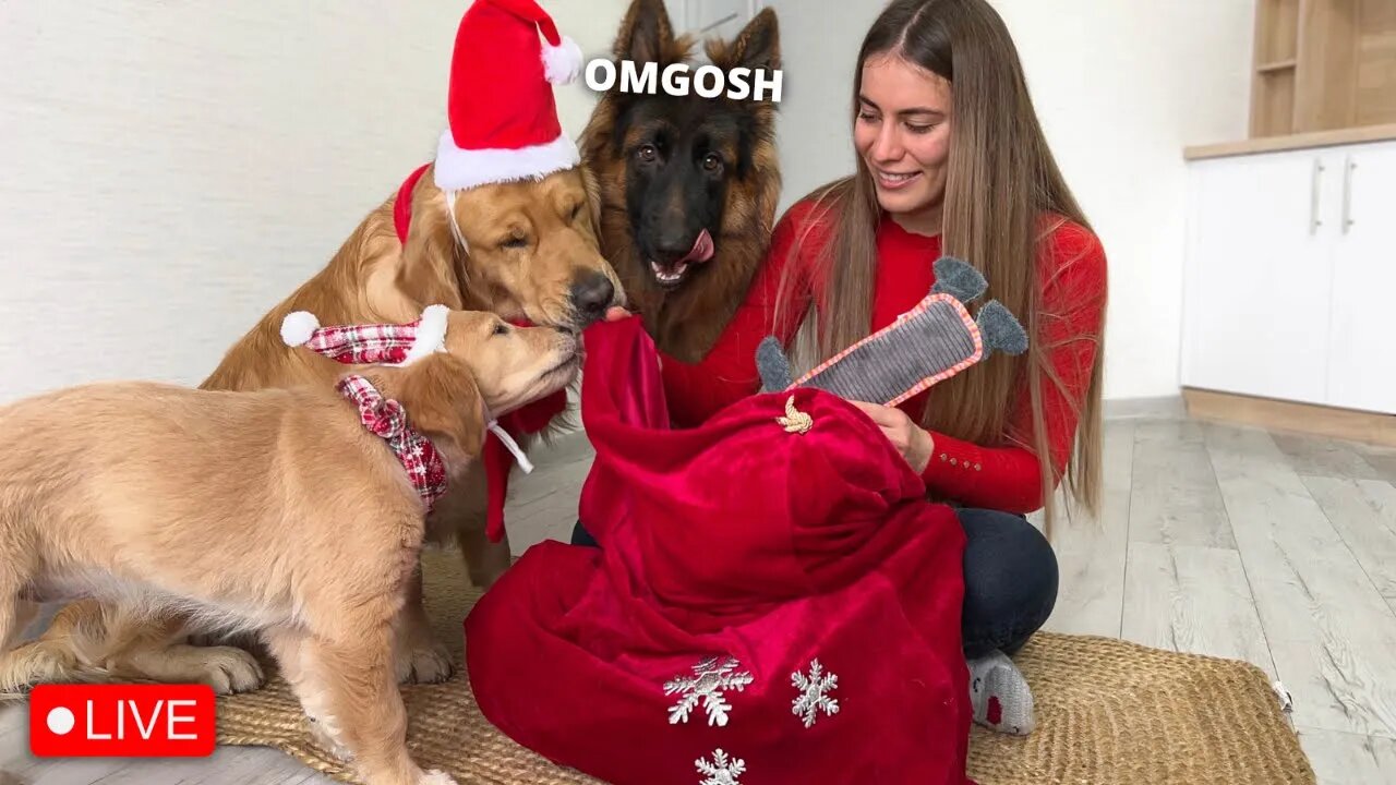 Surprising My Dogs with Early Christmas Gifts