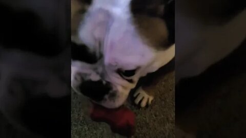 Bulldog with the squeaky toy