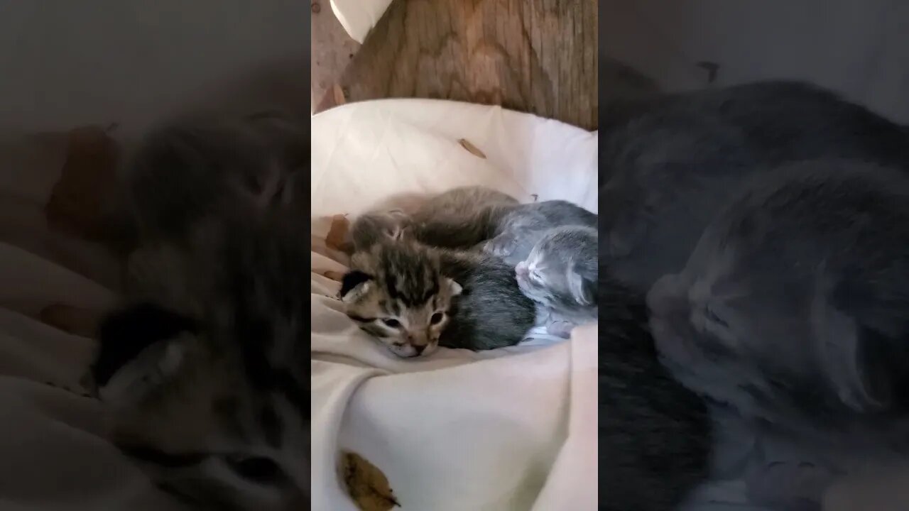 Babies while Smokey Mama eats