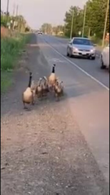 Famille d'oie traverse la route près de Cornwall