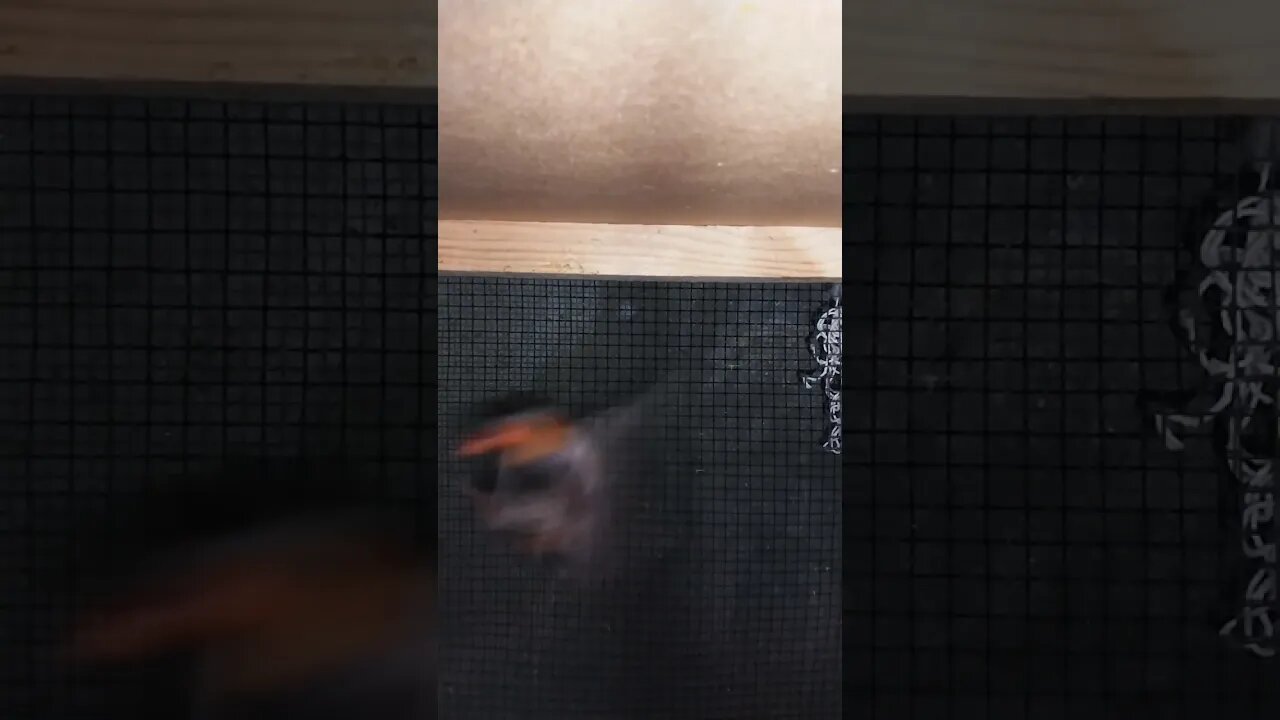 Mutation finches at SNS exotic finches #shorts #youtubeshorts #birdslover